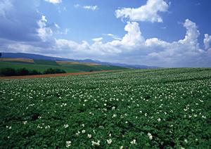 お得で安心が手に入るベルベ会員