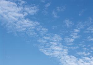 東京のお寺で依頼できる樹木葬とは